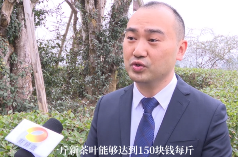 关于今年春茶价格是涨是跌？的新闻(3)