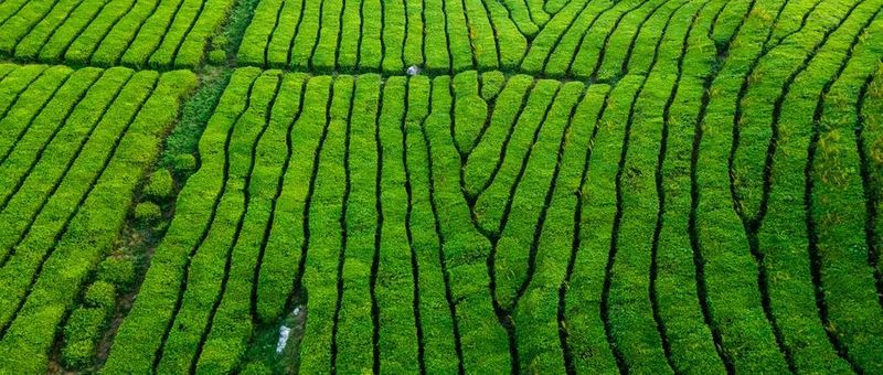 关于今年春茶价格是涨是跌？的新闻