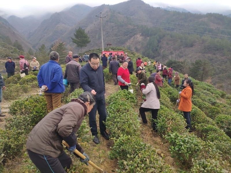 有关于镇巴：打好春季茶园管理“主动仗”的相关内容(2)