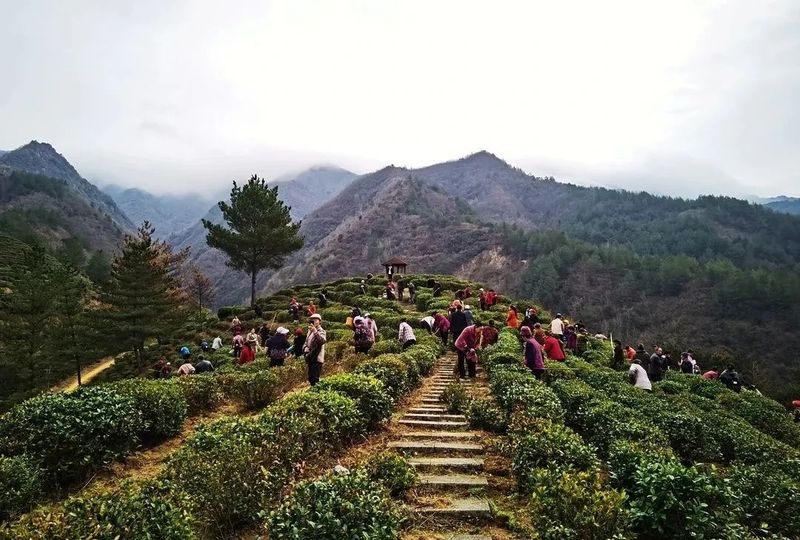 有关于镇巴：打好春季茶园管理“主动仗”的相关内容