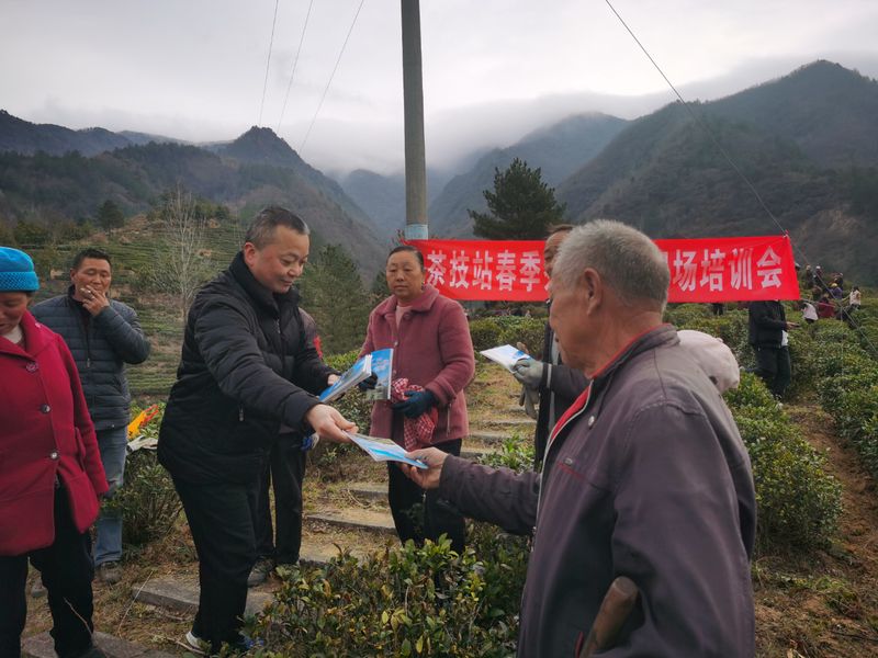 有关于镇巴：打好春季茶园管理“主动仗”的相关内容(1)