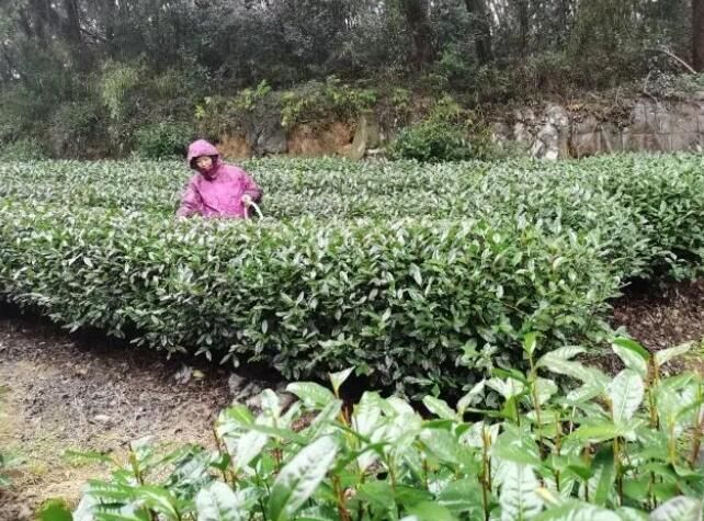 关于西湖区龙坞茶园追肥待丰收！的相关内容(1)