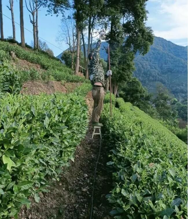 关于西湖区龙坞茶园追肥待丰收！的相关内容