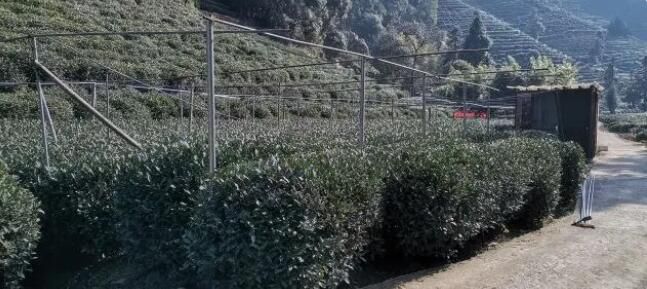 关于西湖区龙坞茶园追肥待丰收！的相关内容(2)