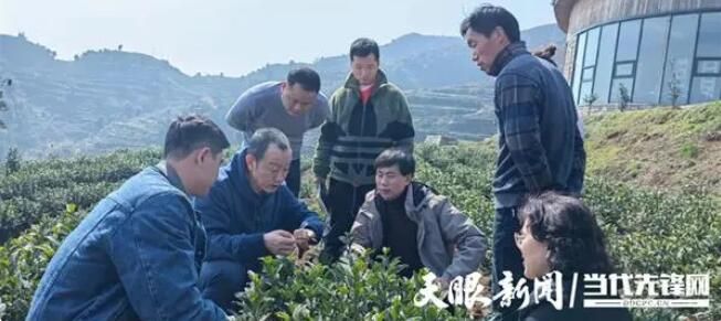 有关于让每一片叶子都生态健康，省茶叶专家赴普安指导！的内容