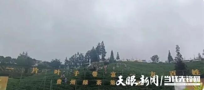 有关于让每一片叶子都生态健康，省茶叶专家赴普安指导！的内容(3)
