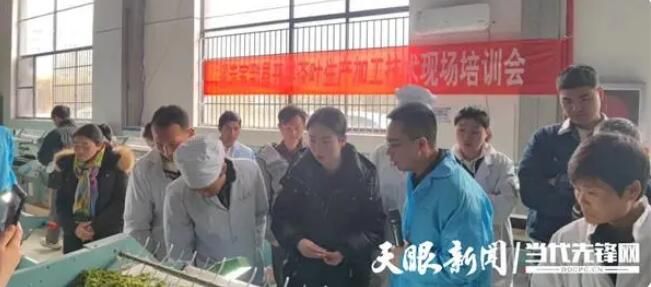 有关于让每一片叶子都生态健康，省茶叶专家赴普安指导！的内容(2)