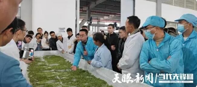有关于让每一片叶子都生态健康，省茶叶专家赴普安指导！的内容(1)