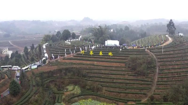 有关于川茶集团的新闻