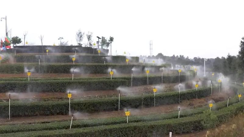 有关于川茶集团的新闻(5)