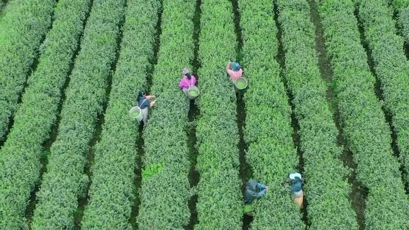 有关于川茶集团的新闻(7)