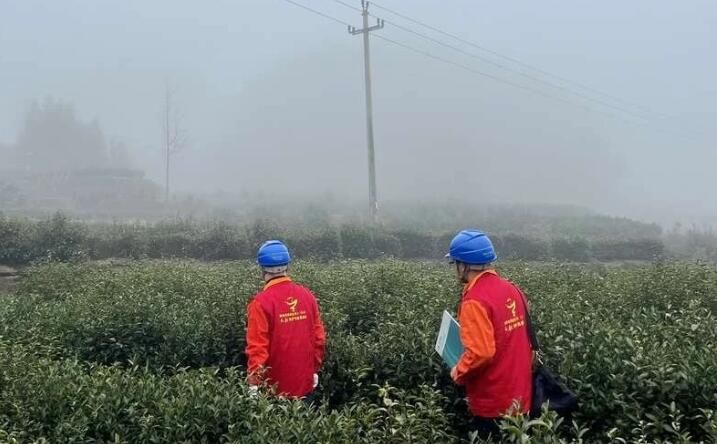 关于采茶制茶旺季将至 浙江江山保电青年巡山忙的相关信息