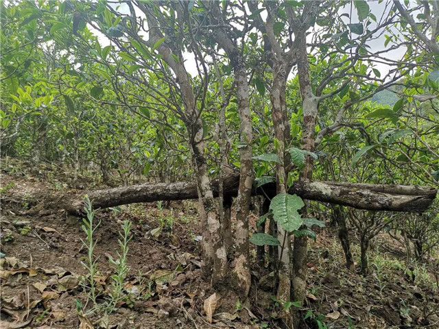 有关于勐库东半山普洱茶口感，2023年东半山古树春茶价格的新闻(1)