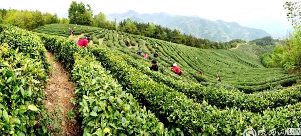 有关于镇巴：深耕茶园 共赴一场茶旅融合好春景的最新消息