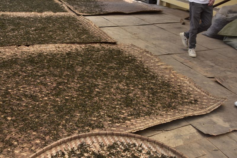 有关于巴达山春茶特点，巴达山2023年古树茶多少钱的新闻(2)