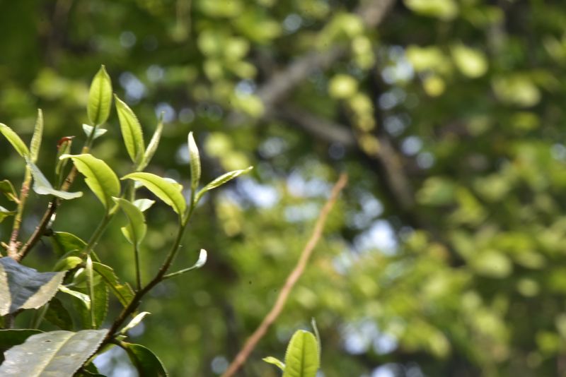 有关于巴达山春茶特点，巴达山2023年古树茶多少钱的新闻