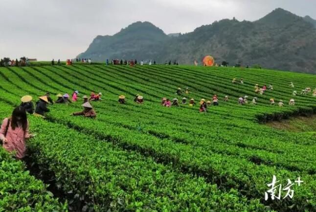 关于英德红茶产业园：聚焦“百千万工程”，领航茶产业高质量发展的新闻(1)