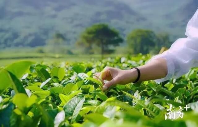 关于英德红茶产业园：聚焦“百千万工程”，领航茶产业高质量发展的新闻(3)