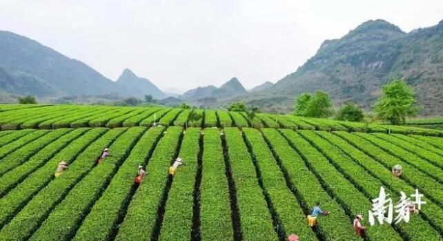 关于英德红茶产业园：聚焦“百千万工程”，领航茶产业高质量发展的新闻(2)