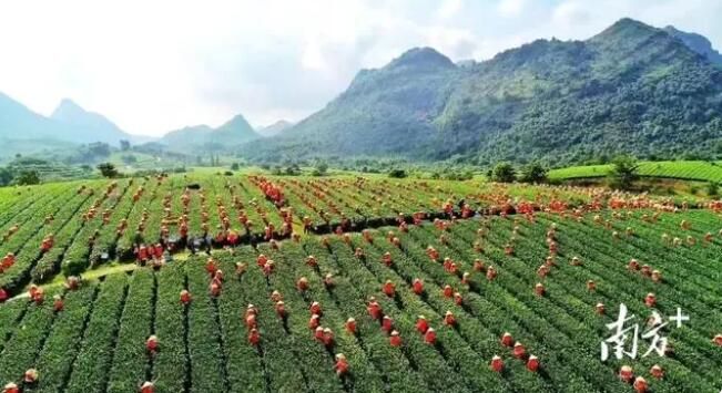 关于英德红茶产业园：聚焦“百千万工程”，领航茶产业高质量发展的新闻(5)