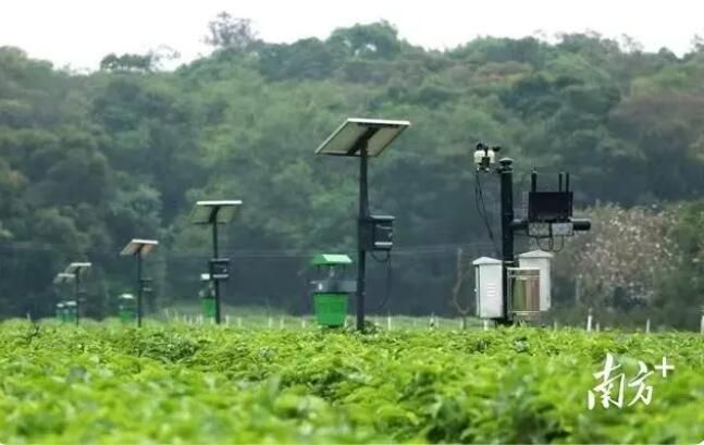 关于英德红茶产业园：聚焦“百千万工程”，领航茶产业高质量发展的新闻(4)