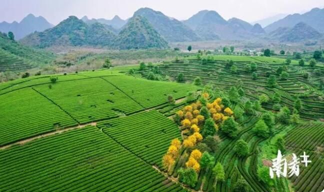 关于英德红茶产业园：聚焦“百千万工程”，领航茶产业高质量发展的新闻(6)