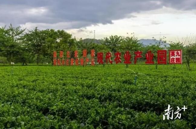 关于英德红茶产业园：聚焦“百千万工程”，领航茶产业高质量发展的新闻