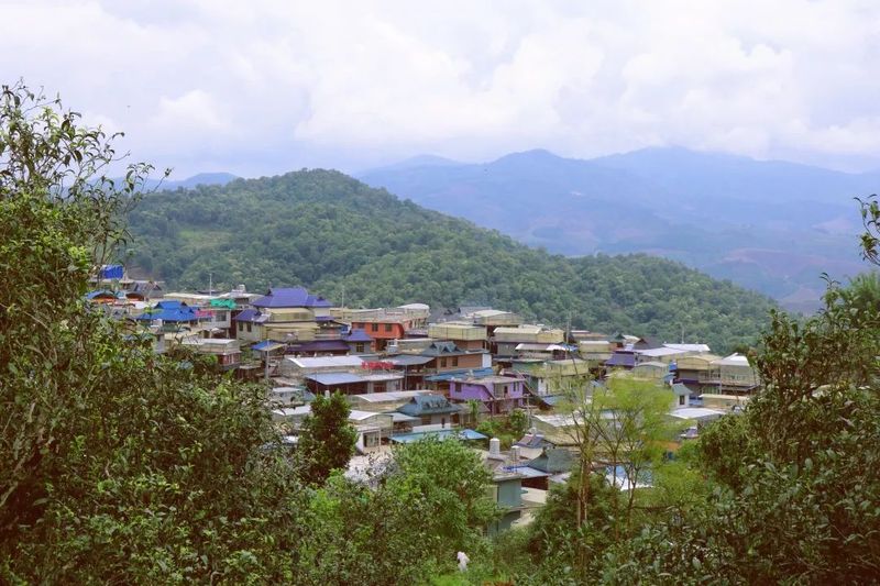 有关于勐往乡曼糯大寨：片片茶飘香 铺展致富路的消息