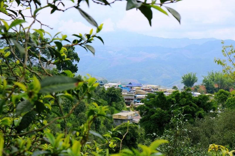 有关于勐往乡曼糯大寨：片片茶飘香 铺展致富路的消息(3)