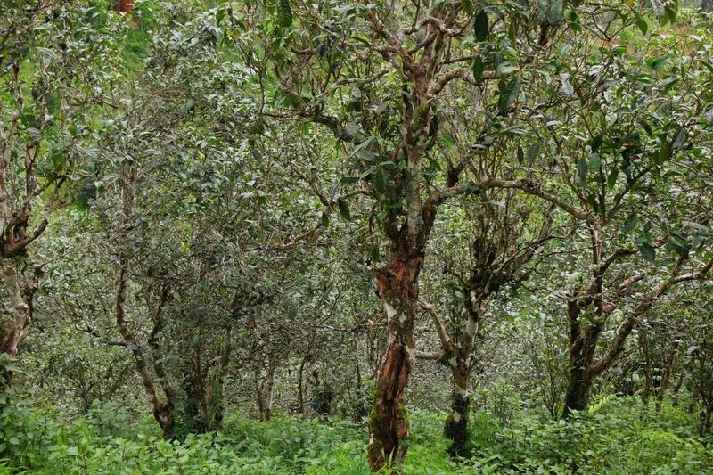 有关于勐往乡曼糯大寨：片片茶飘香 铺展致富路的消息(2)