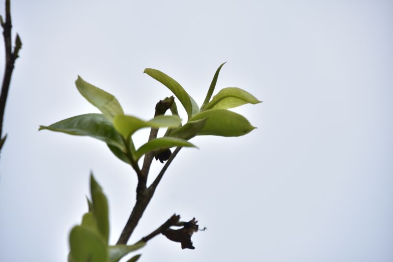 有关于云南普洱春茶多少钱一斤2023的相关内容(2)