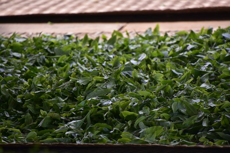 有关于云南普洱春茶多少钱一斤2023的相关内容(3)