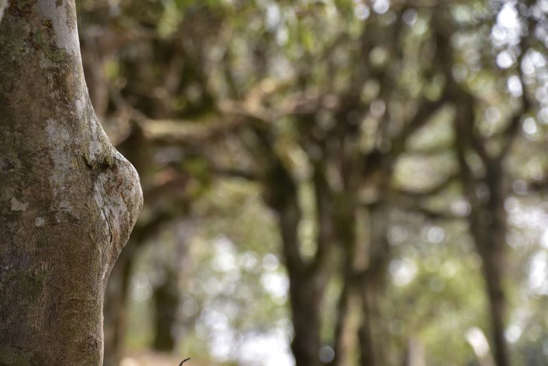 有关于云南普洱春茶多少钱一斤2023的相关内容