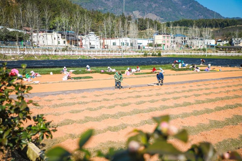 有关于茶平乡：春耕如诗，大地如画，不负春光种希望的消息(2)