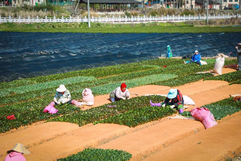 有关于茶平乡：春耕如诗，大地如画，不负春光种希望的消息(1)
