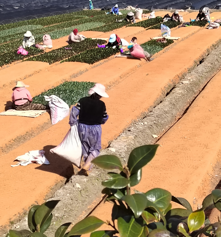 有关于茶平乡：春耕如诗，大地如画，不负春光种希望的消息(4)