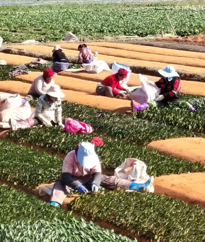 有关于茶平乡：春耕如诗，大地如画，不负春光种希望的消息(5)