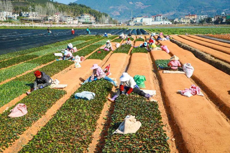 有关于茶平乡：春耕如诗，大地如画，不负春光种希望的消息