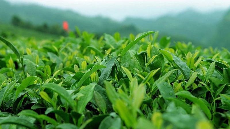 关于春季，茶园这些管理要点需注意的消息