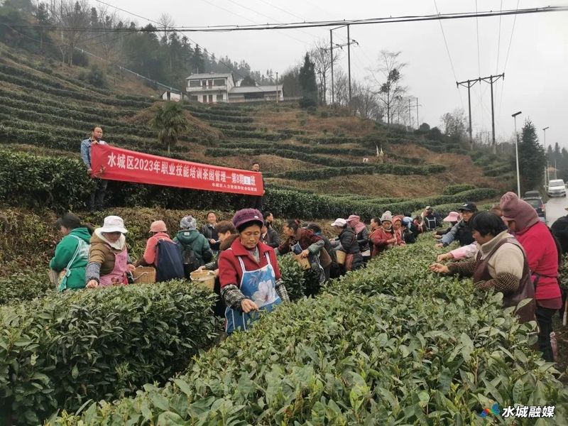 关于水城区勺米镇：人勤春来早 采茶正当时的新闻