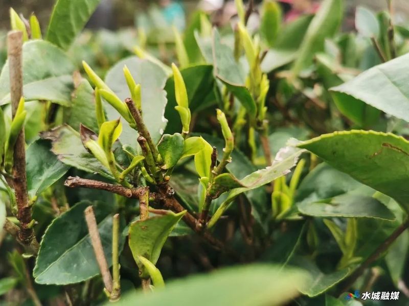 关于水城区勺米镇：人勤春来早 采茶正当时的新闻(2)