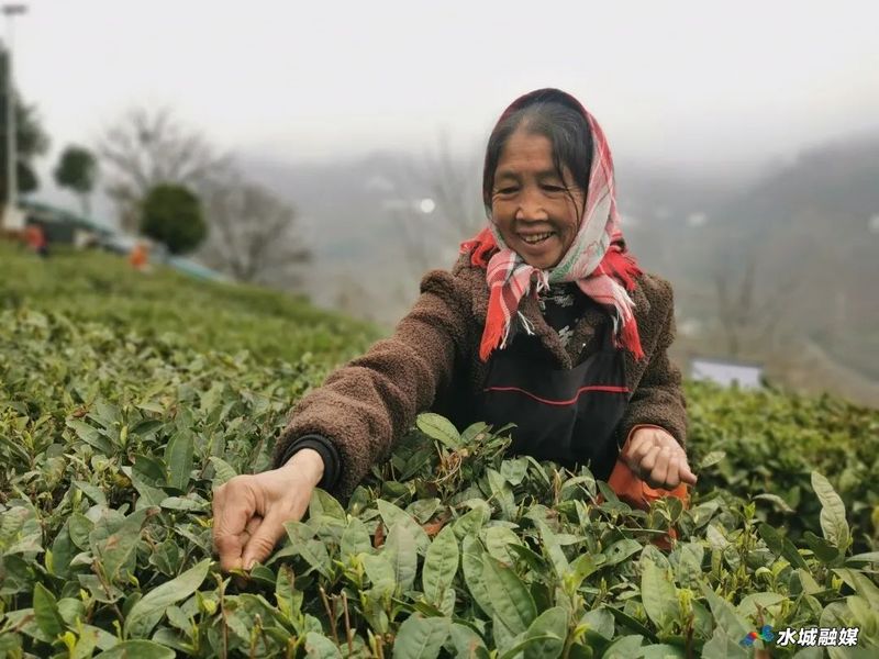 关于水城区勺米镇：人勤春来早 采茶正当时的新闻(1)