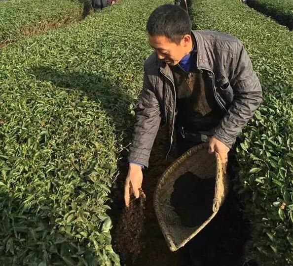 有关于黟县宏潭乡：茶叶管护“孕育”丰收新希望的最新消息