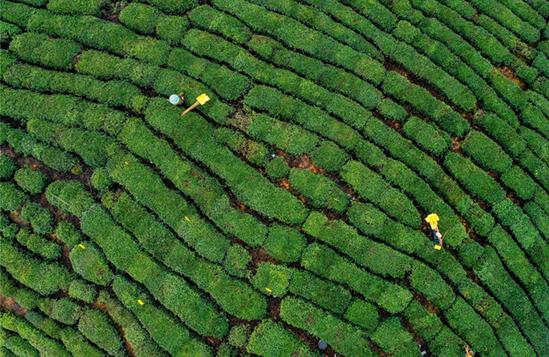 关于黄山：“生态园”种出“放心茶”的信息