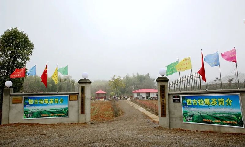 关于郊区铜山镇：茶产业助力乡村振兴的相关内容