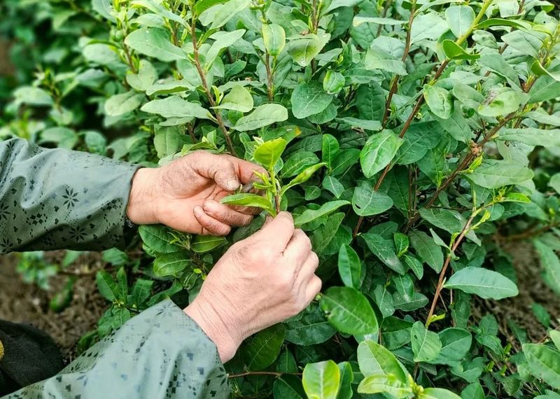 关于贵州江西坡：春茶俏，茶农笑的相关信息(1)