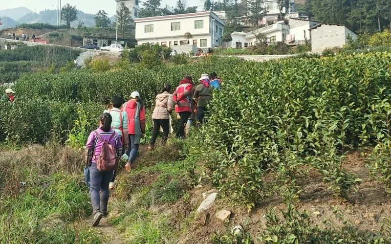 关于贵州江西坡：春茶俏，茶农笑的相关信息(5)