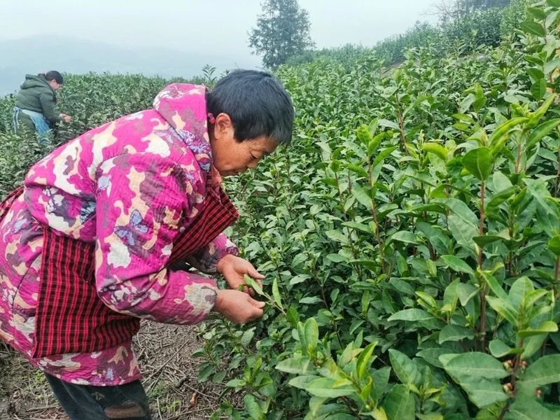 关于贵州江西坡：春茶俏，茶农笑的相关信息(3)