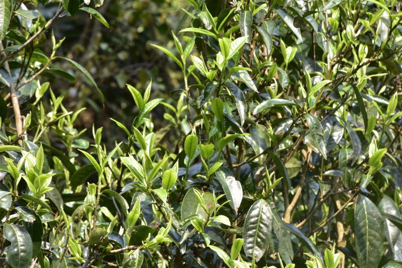 关于攸乐山古树茶2023年春茶价格的内容(1)