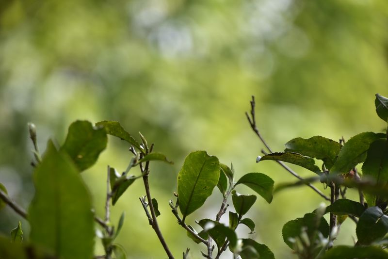 关于攸乐山古树茶2023年春茶价格的内容